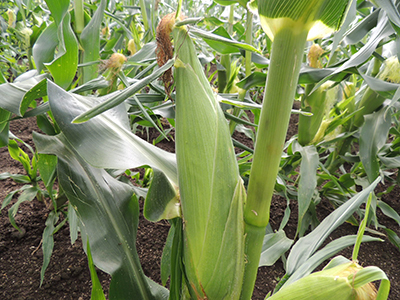 【中富良野町 寺坂農園】とうもろこし『サニーショコラ』(24本入り)【BF-011】