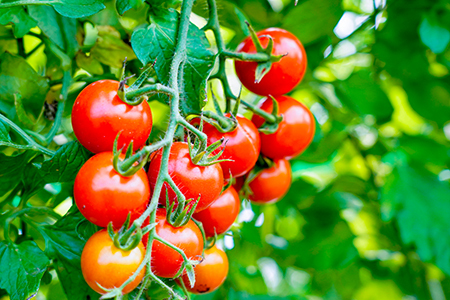 中富良野町産ミニトマトジュース『ほれまる』夏しぼり720ml×6本セット【AH-016】