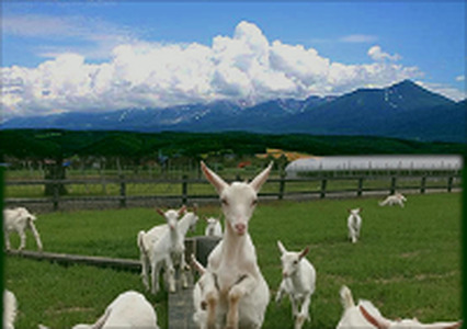 ドルチェ(ロッソ・ビアンコ)セット375ml×各1本【AZ-059】