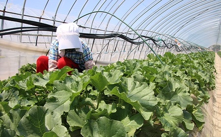 【2026年発送】中富良野赤肉メロン2玉(計2.6kg~)【AB-017】