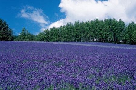 【セット】【ファーム富田】ラベンダー蒸留水　４L 【BB-016】