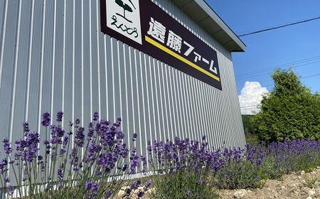 【2026年発送】中富良野赤肉メロン特大1玉(2kg以上)【AX-006】