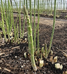 【2026年発送】中富良野町産グリーンアスパラ800g  （L～2Lサイズ混合）【辻本農園】【CB-001】