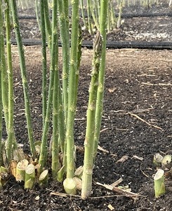 【2026年発送】中富良野町産グリーンアスパラ800g  （L～2Lサイズ混合）【辻本農園】【CB-001】