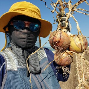 山内農園の無選別たまねぎ　10kg【AW-021】