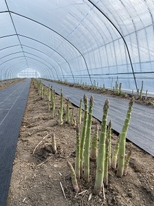 【2026年発送】石岡農園のグリーンアスパラ（ハウス栽培）L～2L　800g 【BS-001】