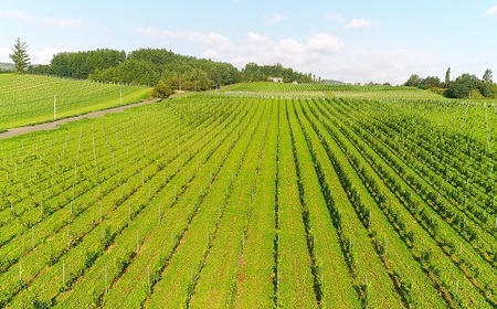 貴腐中富良野ケルナー 375ml【AZ-063】