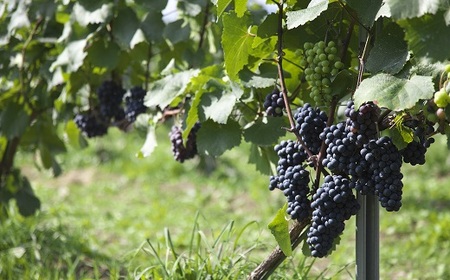 貴腐中富良野ケルナー 375ml【AZ-063】