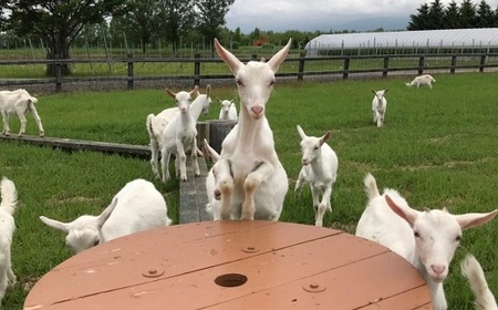 貴腐中富良野ケルナー 375ml【AZ-063】