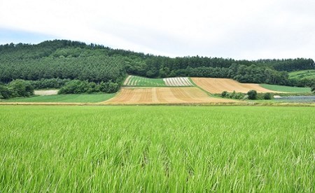 【2024年度米】お米ななつぼし　10kg（精米）【藤田農園】【AO-001】