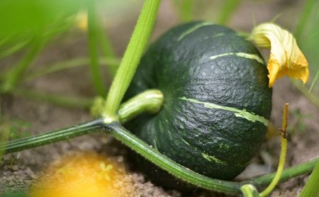 【2026年発送】中富良野町産カボチャ　10kg以上【AO-006】