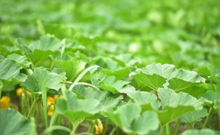 【2026年発送】中富良野町産カボチャ　10kg以上【AO-006】