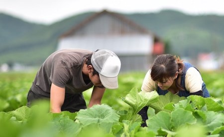 【2026年発送】中富良野町産カボチャ　10kg以上【AO-006】