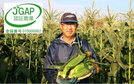 【2026年発送】しあわせの黄色いコーンイエロー12本入【AQ-002】