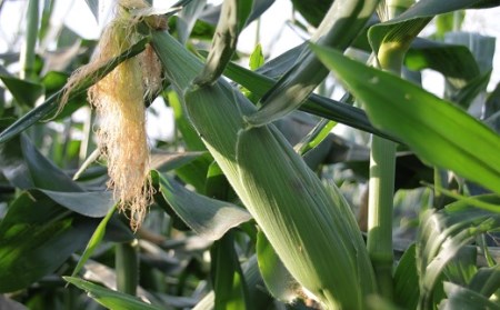 【2026年発送】しあわせの黄色いコーンイエロー12本入【AQ-002】