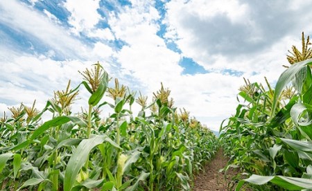 【2026年発送】しあわせの黄色いコーンイエロー12本入【AQ-002】