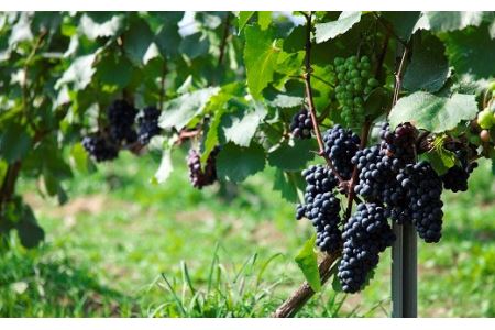 【メリメロ】ルージュ【AZ-008】