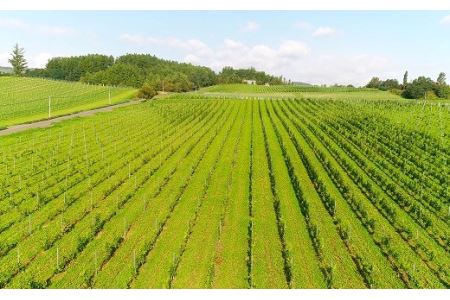 【メリメロ】ルージュ【AZ-008】