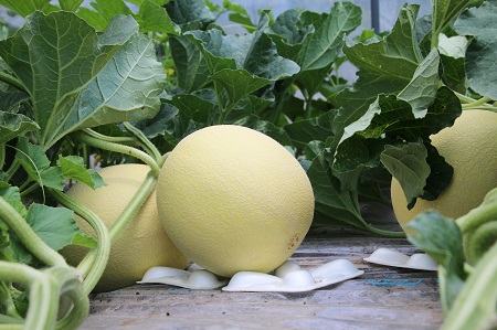 【2026年発送】中富良野産　黄美香（青肉）メロン　大玉2玉4kg以上【BQ-002】