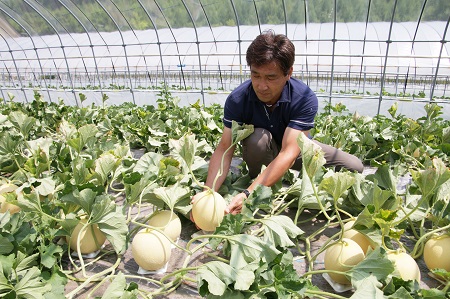 【2026年発送】中富良野産　黄美香（青肉）メロン5～6玉8kg以上【BQ-003】