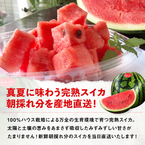 【2026年発送】ひとときすいか1玉（9キロ～）期間数量限定【BV-001】