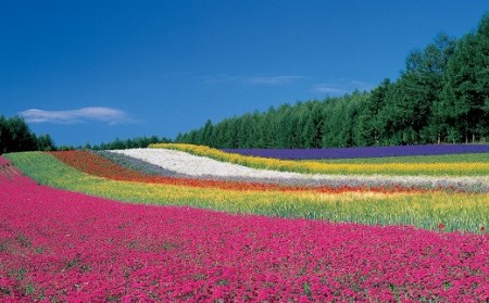 【ファーム富田】ラベンダーアイスクリーム　6個入り【BB-013】