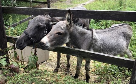 【ペンション　ラクレット】宿泊クーポン券（3000円分）【BY-004】