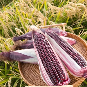 【2026年発送】もちもちトウモロコシ紫 12本 中富良野産【AW-010】
