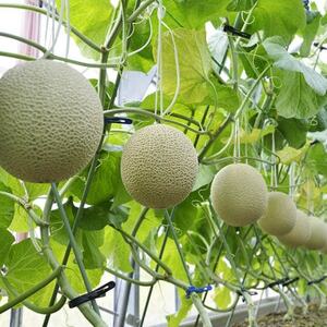 訳あり静岡温室マスクメロン1個入_果物・フルーツ メロン  めろん_【配送不可地域：離島・北海道・沖縄県】【1438406】