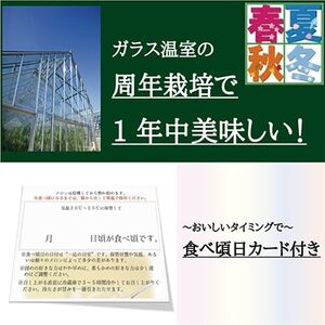 【毎月定期便】【訳あり品】クラウンメロン1玉・6ヵ月毎月お届け全6回【配送不可地域：離島・北海道・沖縄県】【4003082】