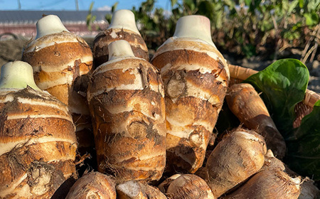 海老芋アイスクリーム「えびスイーモ」60ml×6個入り_菓子・スイーツ アイス・ジェラート  _【配送不可地域：離島】【1535942】