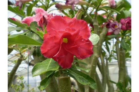 122 八重咲きアデニウム 天空のバラ と季節の鉢花セット 静岡県磐田市 ふるさと納税サイト ふるなび