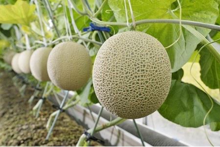 181 静岡温室マスクメロン1個入 定期便 2回 静岡県磐田市 ふるさと納税サイト ふるなび 181 静岡温室マスクメロン1個入 定期便 2回 静岡県磐田市 ふるさと納税サイト ふるなび