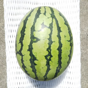 【先行受付/2026年8月上旬より発送】1玉!夏を思いっきり楽しむ!シャリ感抜群!スイカ【ぷちっと】【配送不可地域:離島・北海道・沖縄県】【1685557】