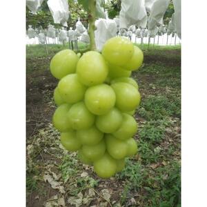 【先行受付】【150口限定】シャインマスカット　2房(2026年9月中旬～下旬発送予定)【配送不可地域：離島】【1697177】