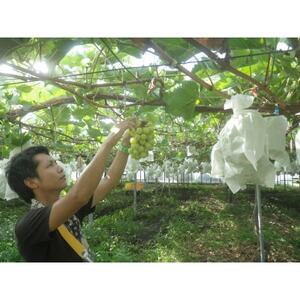 【先行受付】【150口限定】シャインマスカット　2房(2026年9月中旬～下旬発送予定)【配送不可地域：離島】【1697177】