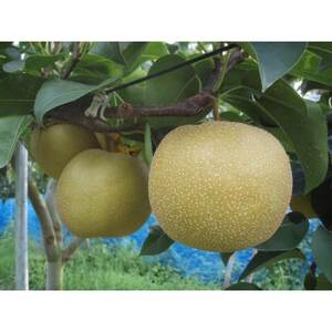 【先行受付】【100口限定】梨『幸水』(2026年8月上～中旬発送予定)【配送不可地域：離島】【1697182】