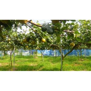 【先行受付】【100口限定】梨『幸水』(2026年8月上～中旬発送予定)【配送不可地域：離島】【1697182】