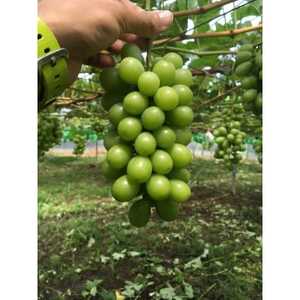 【先行受付】【150口限定】シャインマスカット 2房(2026年9月上旬~中旬発送予定)【配送不可地域:離島】【1697171】