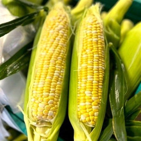 【2026年6月～7月順次発送】とうもろこし 12本 甘々娘(A品) 朝採り スイートコーン【配送不可地域：離島・北海道・沖縄県・東北・中国・四国・九州】【1713799】