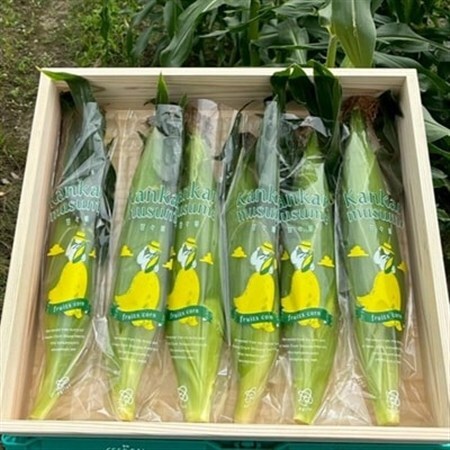 【2026年6月～7月順次発送】とうもろこし 12本 甘々娘(A品) 朝採り スイートコーン【配送不可地域：離島・北海道・沖縄県・東北・中国・四国・九州】【1713799】