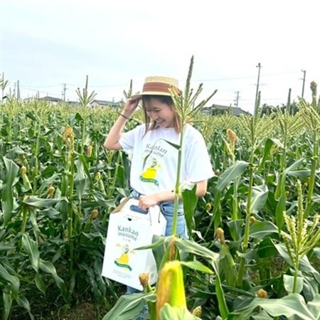 【2026年6月～7月順次発送】とうもろこし 12本 甘々娘(A品) 朝採り スイートコーン【配送不可地域：離島・北海道・沖縄県・東北・中国・四国・九州】【1713799】