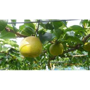 【限定30口】梨『幸水』5kg　2026年8月上旬より発送予定【配送不可地域：離島】【1719699】