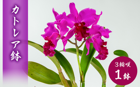 洋ラン　カトレア　3輪咲　鉢物_花・観葉植物  花 _【1435920】