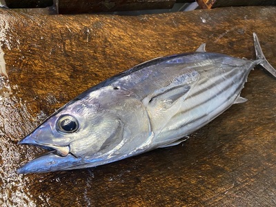 a24-059　焼津産 かつお の藁焼き 体験 参加 チケット