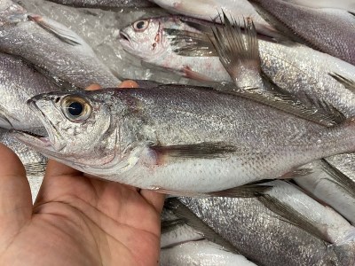 a10-431 【チルドでお届け】朝干しひものセット5種以上!