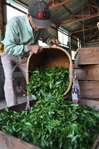 a37-001 玉露名人 前島東平さんの玉露 2本