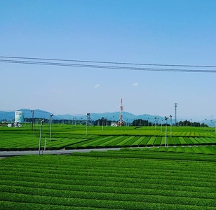 a10-1149　焼津できたてほうじ茶200g×6袋合計1.2kg