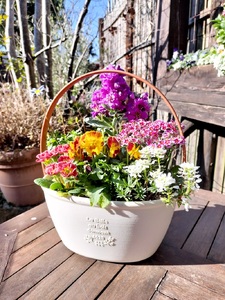 a10-1174 季節のおまかせ寄せ植えバスケット