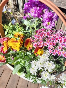 a10-1174 季節のおまかせ寄せ植えバスケット